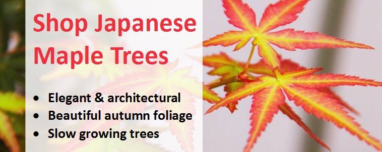Shop for Japanese Maple Trees 3